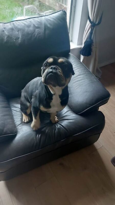 French bulldog - Image 4 of 4