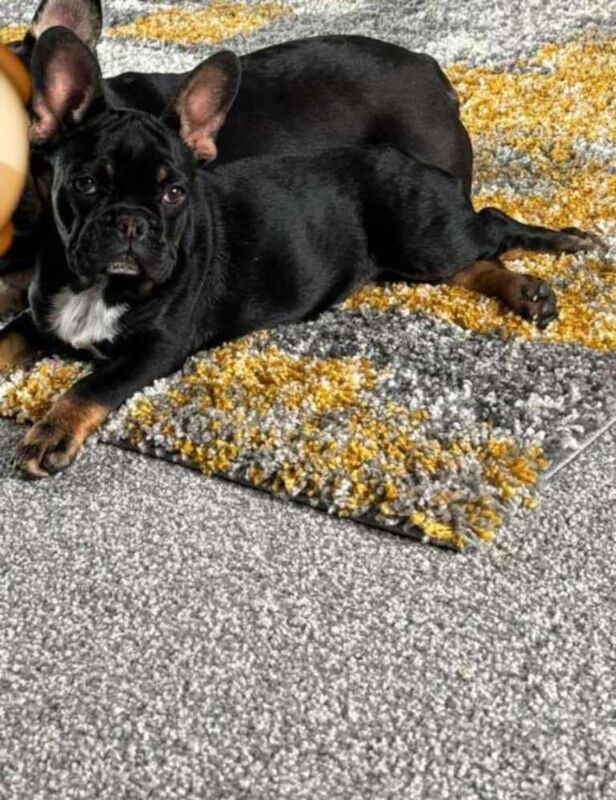 French Bulldog puppies for sale in Keady, County Armagh – KC registered, 9 months old