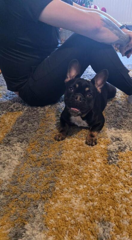 French bulldog - Image 2 of 4