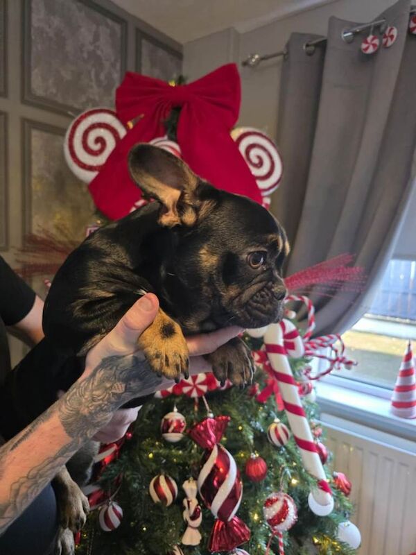 French bulldog - Image 3 of 4