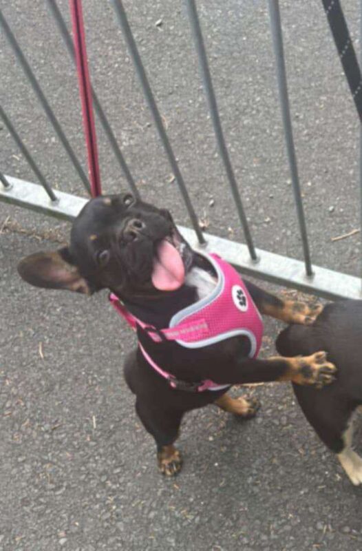 French bulldog - Image 4 of 4