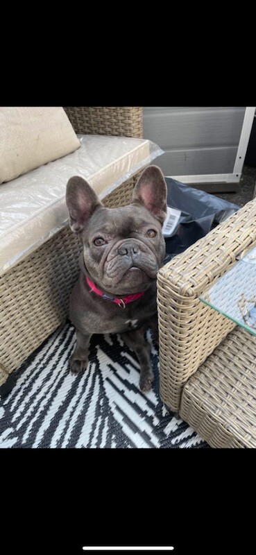French Bulldog puppies for sale in Farnworth, Greater Manchester – KC registered, 3 years old - Image 2 of 4