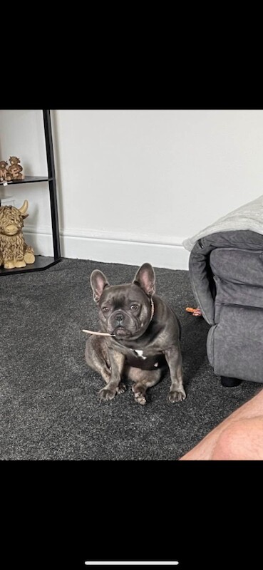 French Bulldog puppies for sale in Farnworth, Greater Manchester – KC registered, 3 years old - Image 3 of 4