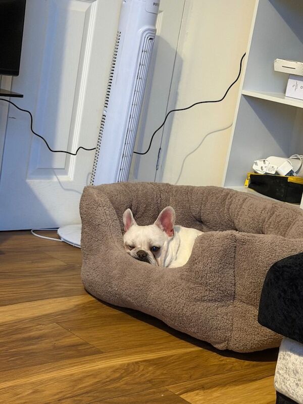 French bulldog - Image 2 of 4