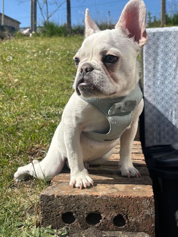 French bulldog - Image 3 of 4