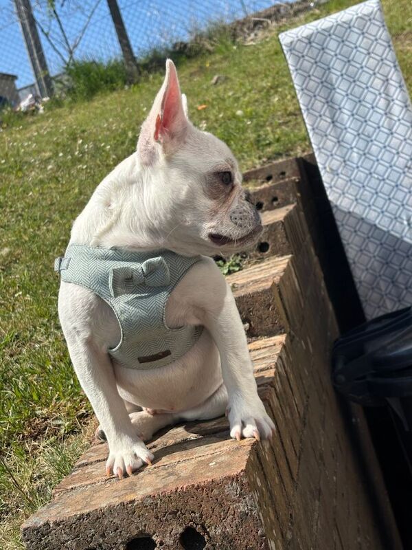 French bulldog - Image 4 of 4