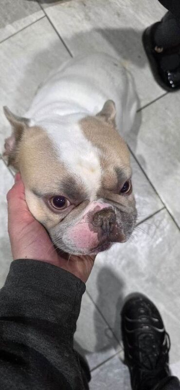 French bulldog - Image 2 of 2