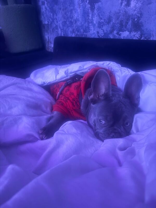 French bulldog - Image 2 of 3