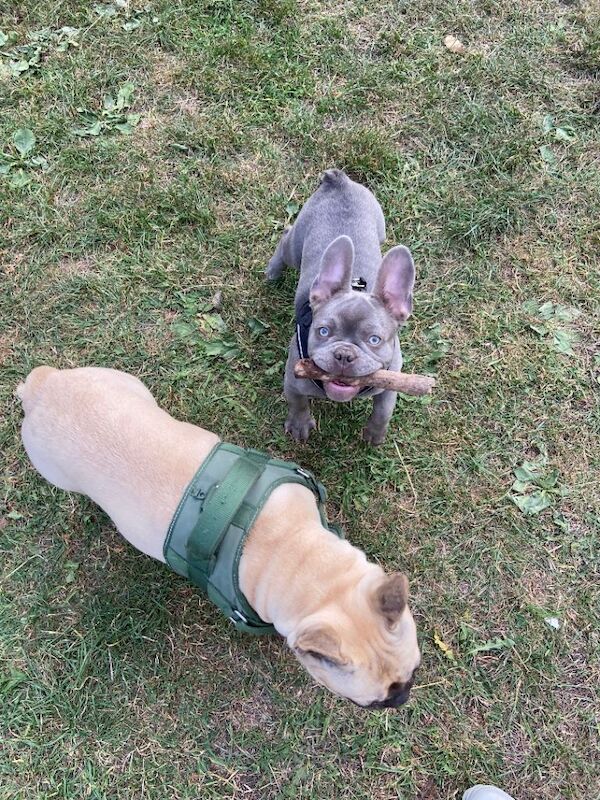 French bulldog - Image 3 of 3