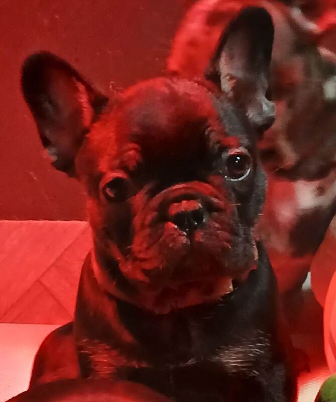 French bulldog - Image 2 of 5