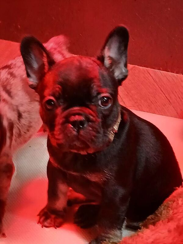 French bulldog - Image 3 of 5