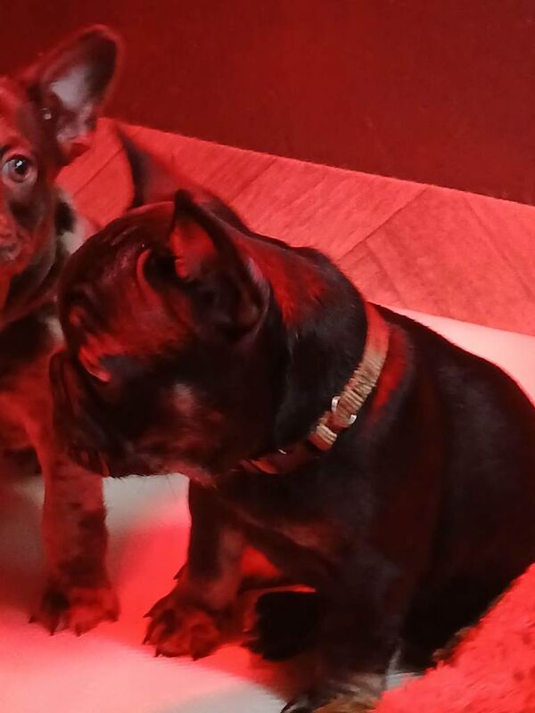 French bulldog - Image 4 of 5