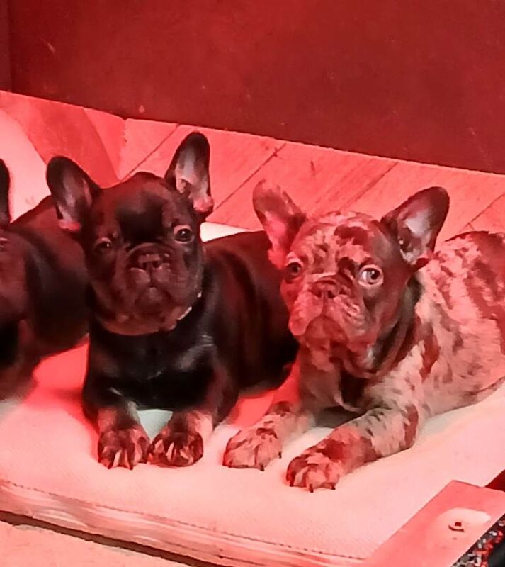 French bulldog - Image 5 of 5