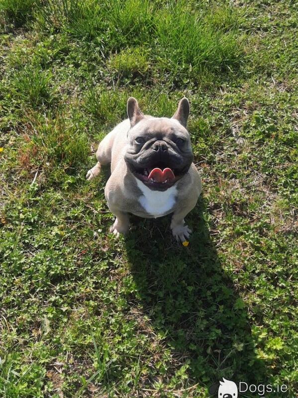 French bulldog - Image 2 of 4