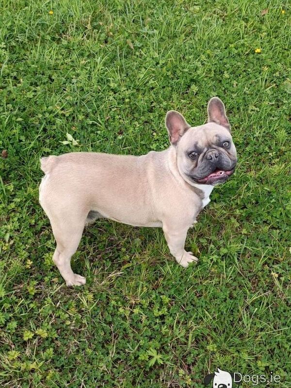 French bulldog - Image 3 of 4