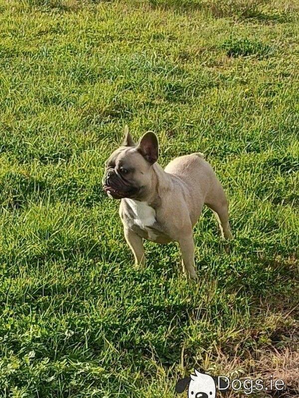 French bulldog - Image 4 of 4