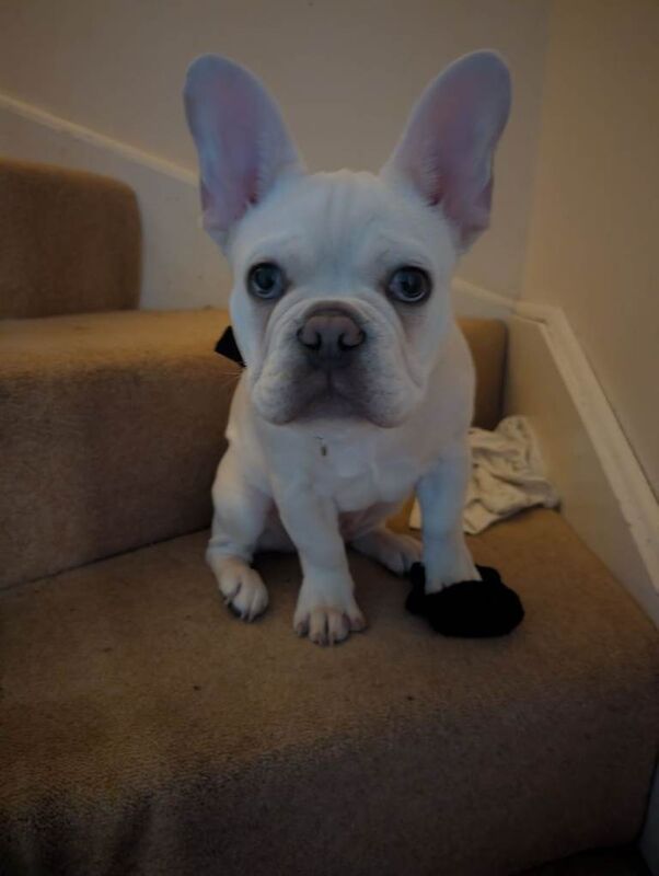 French Bulldog - Image 2 of 2