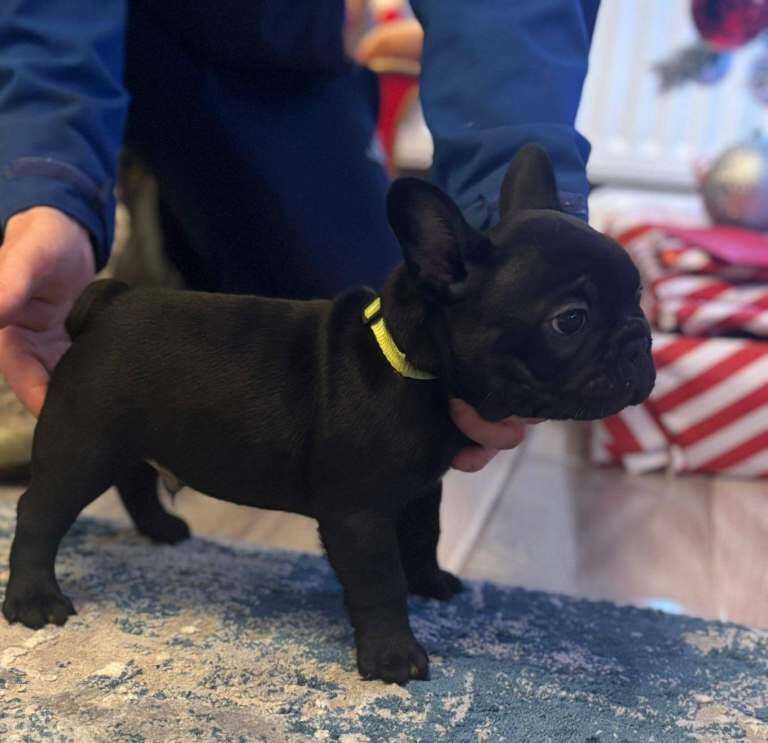 French Bulldog puppies for sale in Londonderry, County Londonderry – KC registered, 8 weeks old