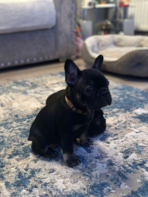 French Bulldog puppies for sale in Londonderry, County Londonderry – KC registered, 8 weeks old - Image 2 of 2
