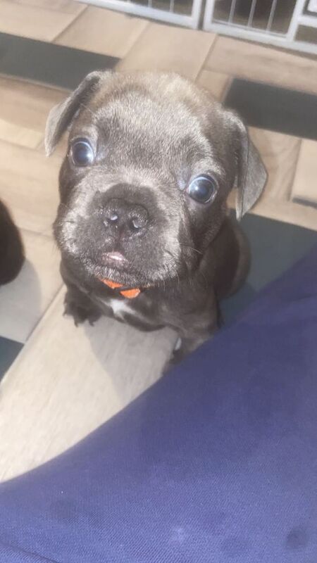 French Bulldog puppies for sale in Ormesby, North Yorkshire – 6 weeks old - Image 2 of 5