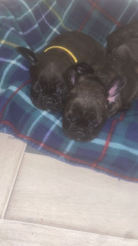 French Bulldog puppies for sale in Ormesby, North Yorkshire – 6 weeks old - Image 3 of 5