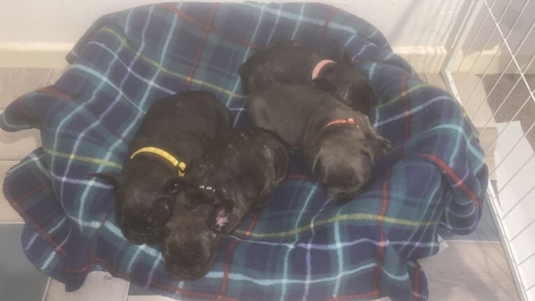 French Bulldog puppies for sale in Ormesby, North Yorkshire – 6 weeks old - Image 4 of 5