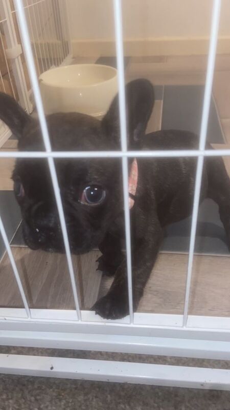 French Bulldog puppies for sale in Ormesby, North Yorkshire – 6 weeks old - Image 5 of 5