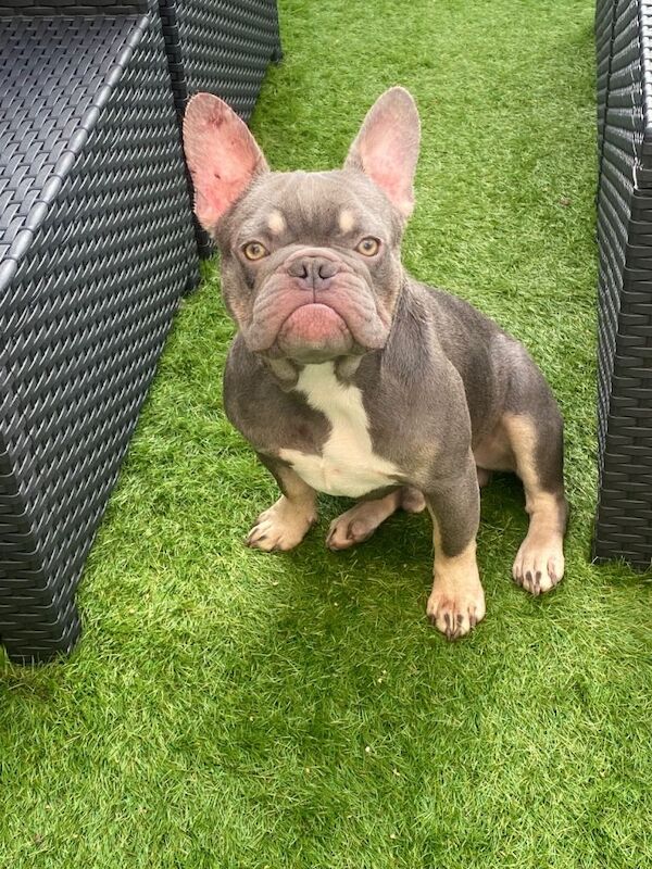 French Bulldog puppies for sale in Peterlee, Durham – KC registered, 2 years old