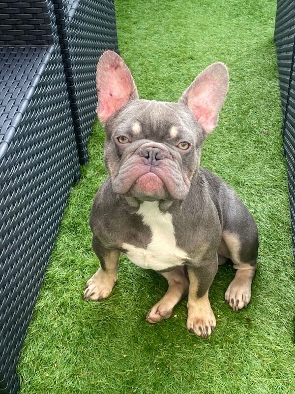 French Bulldog puppies for sale in Peterlee, Durham – KC registered, 2 years old - Image 2 of 2