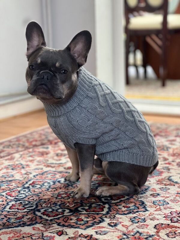 French Bulldog puppies for sale in Sunbury-on-Thames, Surrey – 1 year old