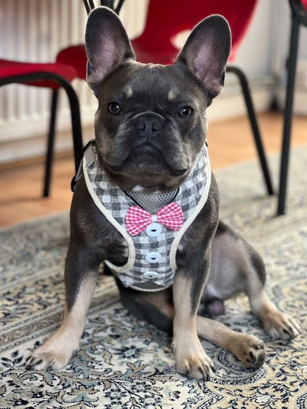 French bulldog - Image 2 of 3