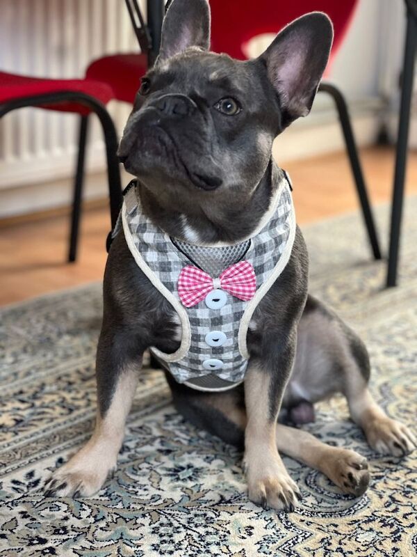 French bulldog - Image 3 of 3