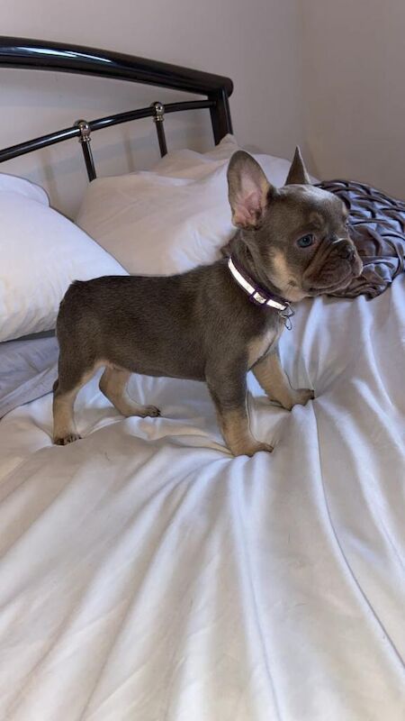 French Bulldog puppies for sale in Bournemouth, Dorset – 10 weeks old