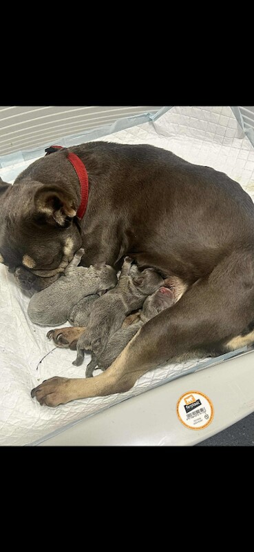 French bulldog - Image 2 of 3