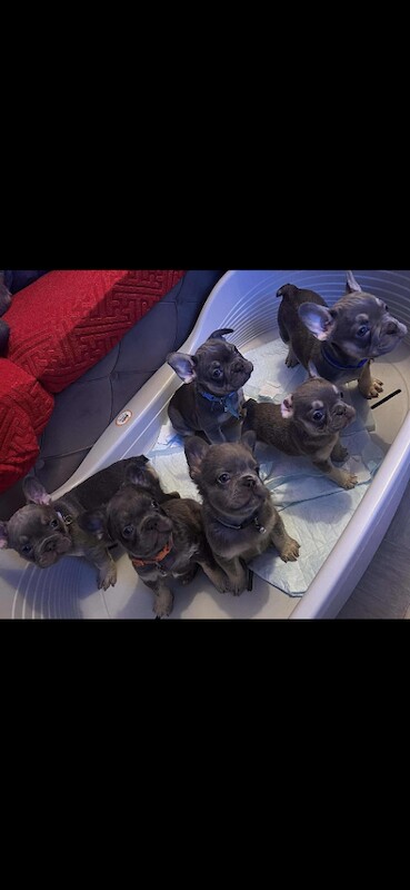 French bulldog - Image 3 of 3