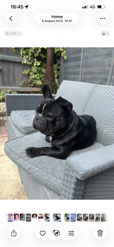 French Bulldog puppies for sale in Grimsby, Lincolnshire – KC registered, 3 years old