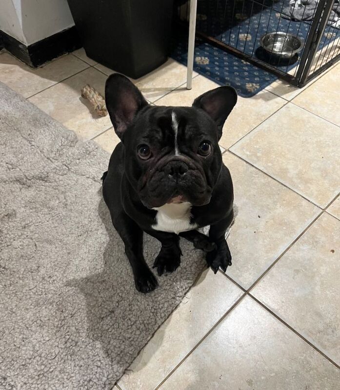 French bulldog - Image 2 of 2