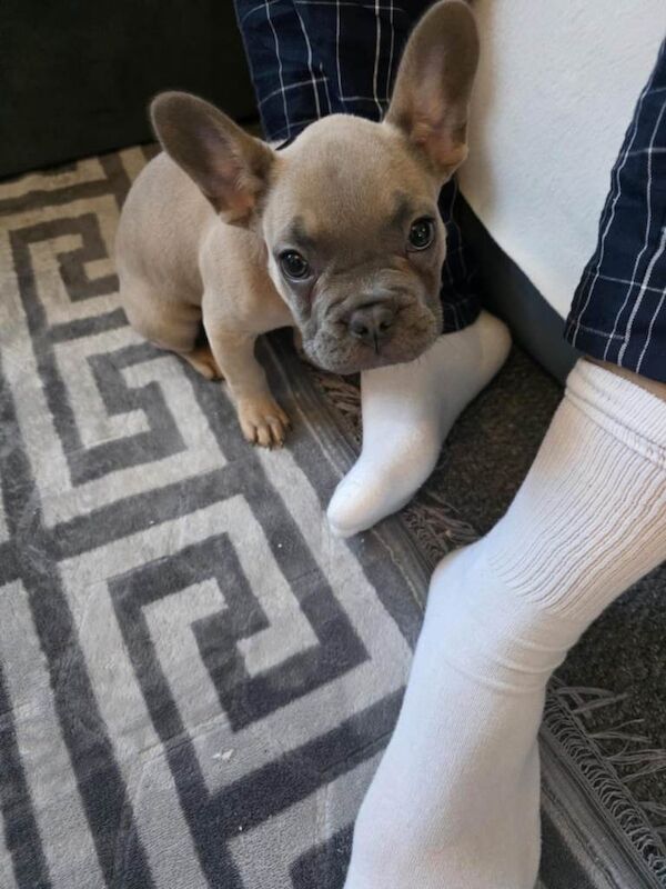 French Bulldog puppies for sale in Culverhouse Cross, South Glamorgan – 11 weeks old