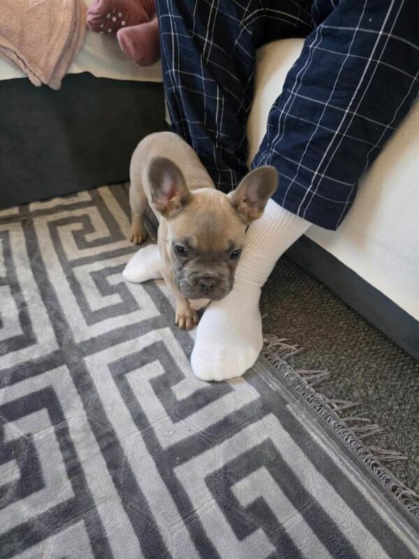 French Bulldog puppies for sale in Culverhouse Cross, South Glamorgan – 9 weeks old - Image 2 of 3