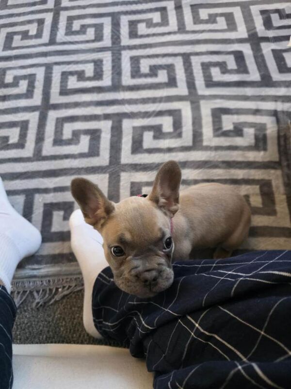 French Bulldog puppies for sale in Culverhouse Cross, South Glamorgan – 9 weeks old - Image 3 of 3