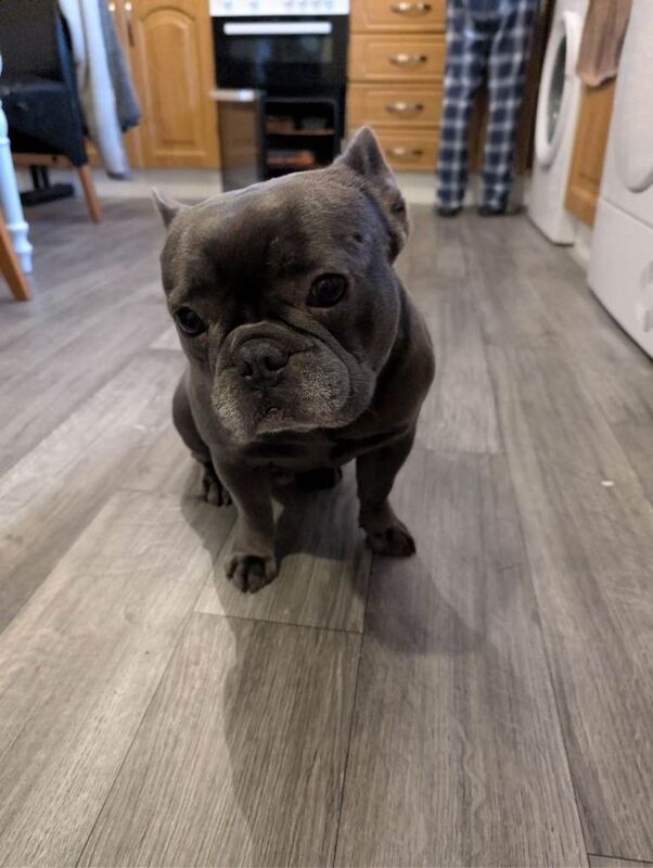 French Bulldog puppies for sale in Omagh, County Tyrone – 3 years old