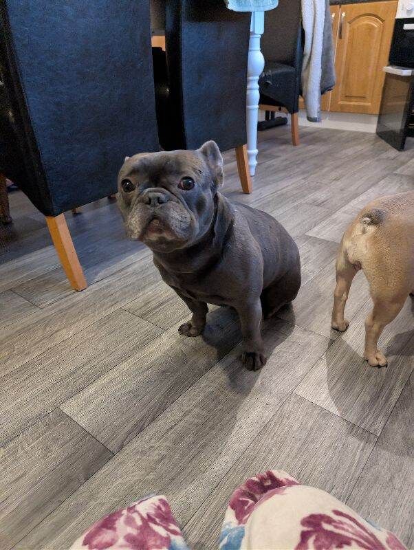 French Bulldog puppies for sale in Omagh, County Tyrone – 3 years old - Image 2 of 3