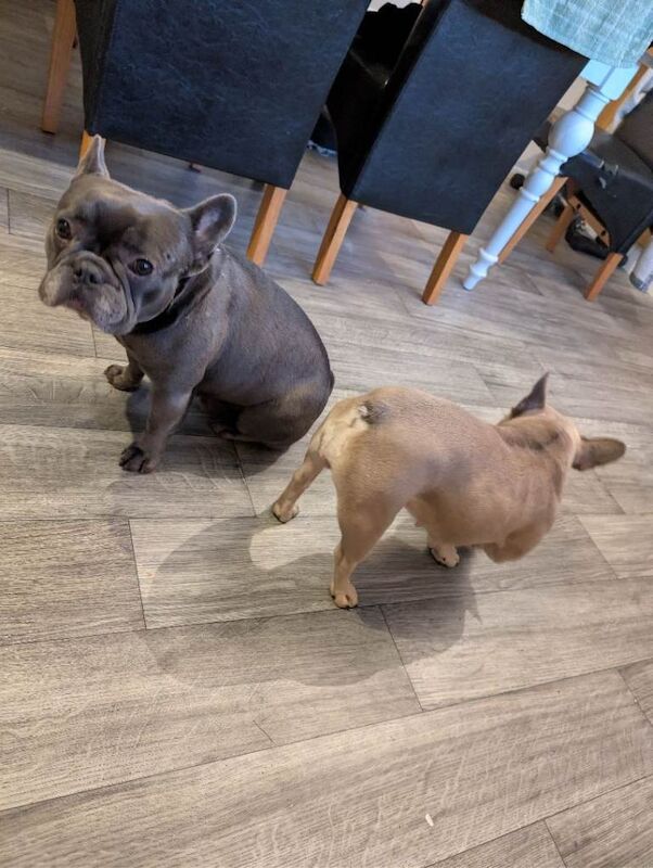 French Bulldog puppies for sale in Omagh, County Tyrone – 3 years old - Image 3 of 3