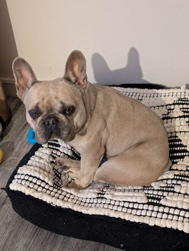 French Bulldog puppies for sale in Omagh, County Tyrone – 2 years old