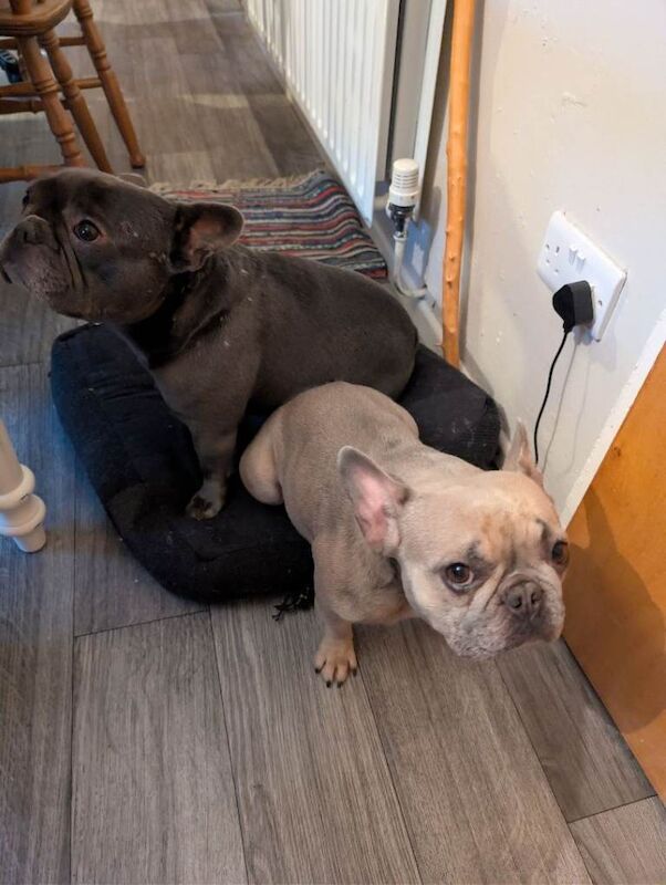 French Bulldog puppies for sale in Omagh, County Tyrone – 2 years old - Image 2 of 4