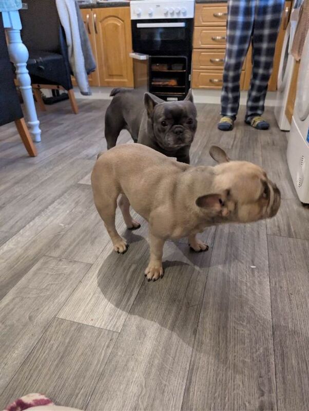 French Bulldog puppies for sale in Omagh, County Tyrone – 2 years old - Image 3 of 4