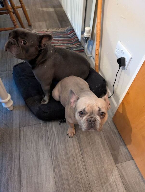 French Bulldog puppies for sale in Omagh, County Tyrone – 2 years old - Image 4 of 4