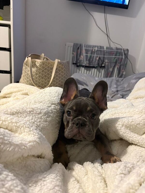 French Bulldog puppies for sale in Sheffield, South Yorkshire – 3 months old