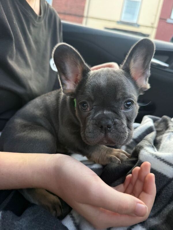 French Bulldog puppies for sale in Sheffield, South Yorkshire – 3 months old - Image 2 of 3