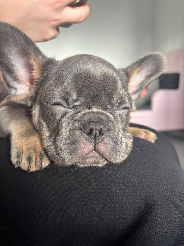 French Bulldog puppies for sale in Sheffield, South Yorkshire – 3 months old - Image 3 of 3
